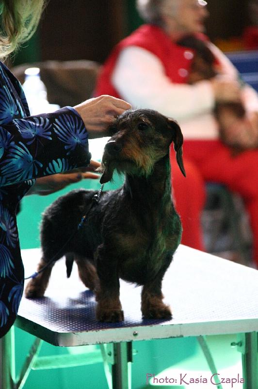 Crufts2011_2 854.jpg